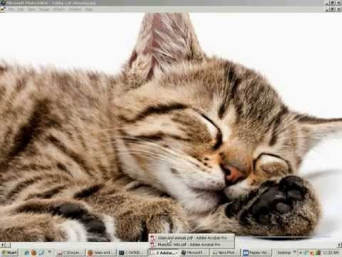 Mohammed, Holy Cats & Muezza