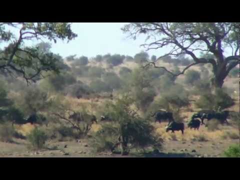 Huge Buffalo herd at Ngotso Dam Kruger National Park