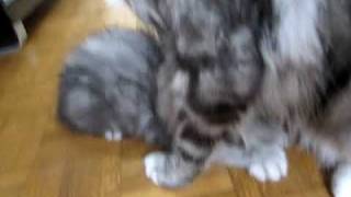 Moment de tendresse: Echo et sa maman