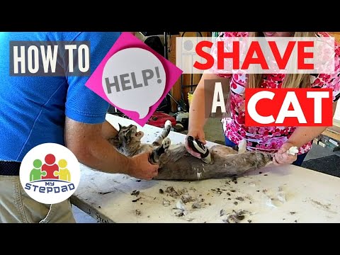 How to Shave a Cat at Home