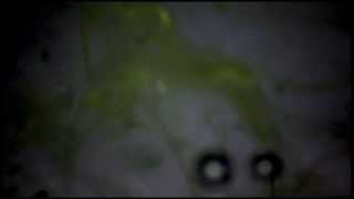 DUANE PITRE FEEL FREE LIVE AT CAFE OTO  - IMPREC391 - LP  with JAMES BLACKSHAW