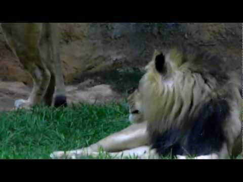Hot, Lazy, Hungry Lions at the end of the Day -NC Zoo (Asheboro, NC)