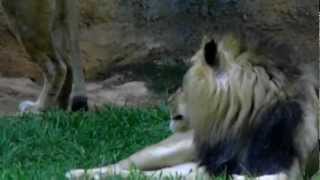 Hot, Lazy, Hungry Lions at the end of the Day -NC Zoo (Asheboro, NC)
