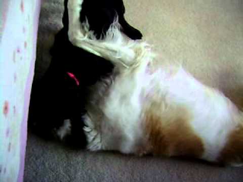 Bella the Borzoi and JoBeth play (part 2)