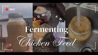 How I Am Fermenting Our Chicken Feed | Healthy Birds And Saving Money