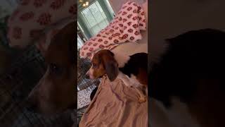 Video preview image #1 Beagle Puppy For Sale in Dunnellon, FL, USA