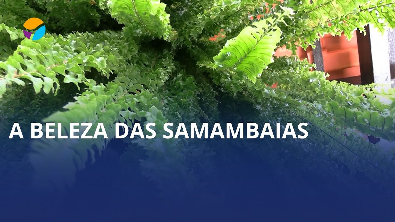 A beleza das samambaias em Apiúna!