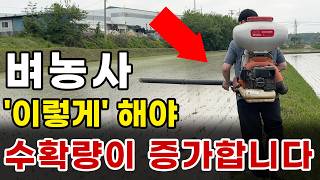 벼농사 수확량을 증가시키는 확실한 방법, 이렇게 하면 수익이 늘어납니다!