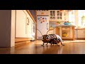 La Cucaracha Canción Para Niños Chivaditos
