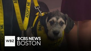 Puppies available for adoption through Shultz’s Guest House in Dedham