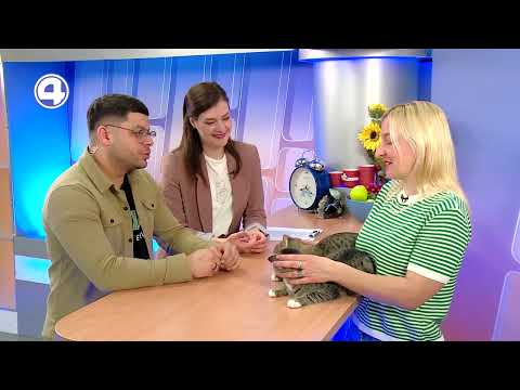 КОТ АНАНАС И КОТ БАРБАРИС ИЩУТ НОВЫХ ХОЗЯЕВ. Стоит ли заводить двух котов дома?
