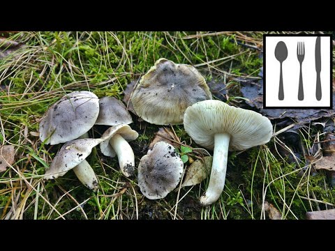 Gąska niekształtna (Tricholoma portentosum) 10.11.2018 Jaworzno