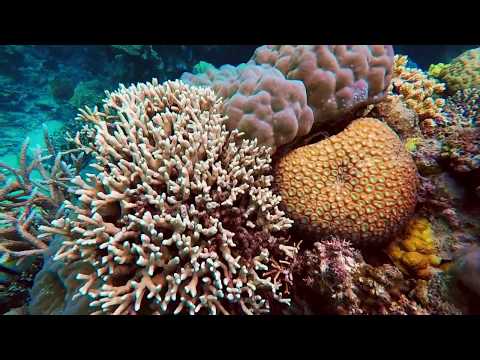 Diving the Agincourt Reefs, Great Barrier Reef, Queensland, Australia
