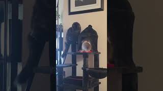 Casper and Luna # #cat # #foryou #kitten #love #cute #shorts