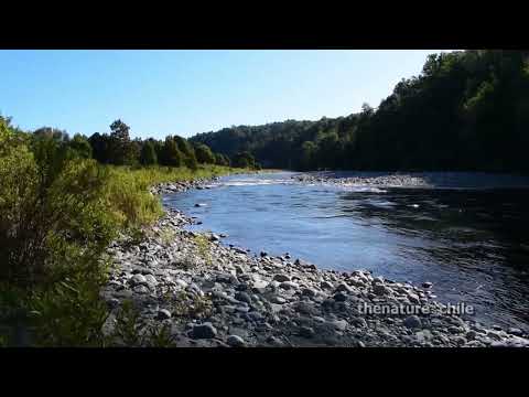 Curriñe Futrono Región de Los Ríos Chile 3