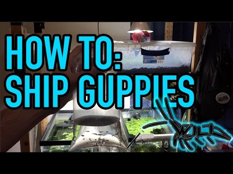 How To Ship Guppies! || My Method of Bagging and Shipping Small Tropical Fish || Shipping Fish Easy!
