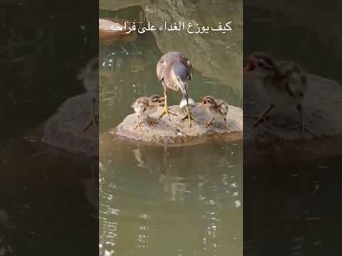 سبحان الله كيف يوزع هذا الطائر الغداء على صغاره؟ و بدون تعب يأتيهم أكلهم إلى حيث هم