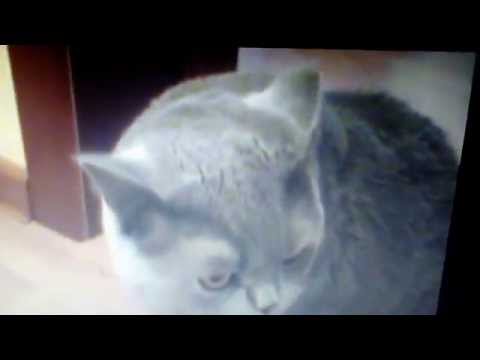 Яндекс — поиск по видео