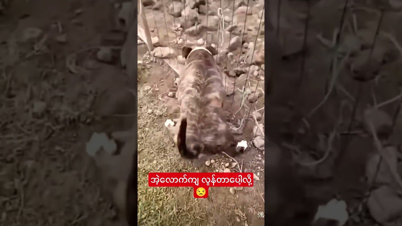 နင်အတော်ဖြစ်နေလား😒😒😒 #funny #animalkingdom #crd