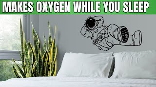 3 UNBELIEVABLE PLANTS That Make The Most Oxygen And Purfiy Air | While You SLEEP