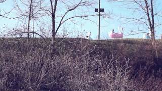 Video Kdyžužtakuž - Alice si oholila hlavu (HD)