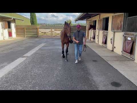 2021 Purebred Arabian Sale - Lot 23 c.NOE AL MAURY (MAHABB x NO WORRY AL MAURY