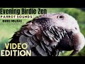 Evening Birdie Zen HD Parrot TV VIDEO EDITION 3 Hours Bird Room TV
