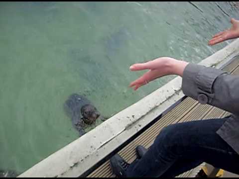 Jak wyszkolic foke w 5 minut....