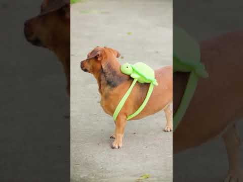 Mira un capibara 😂