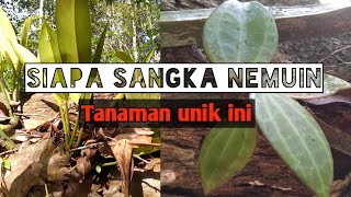 Download lagu EXPLORING THE BORNEO FOREST WHICH IS FULL OF ORNAMENTAL PLANTS mp3