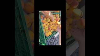 プラハ在住アラサー女の週末の一日 #vlog #setlog #dayinmylife