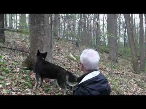 Whippet chasing Ibizan Hound