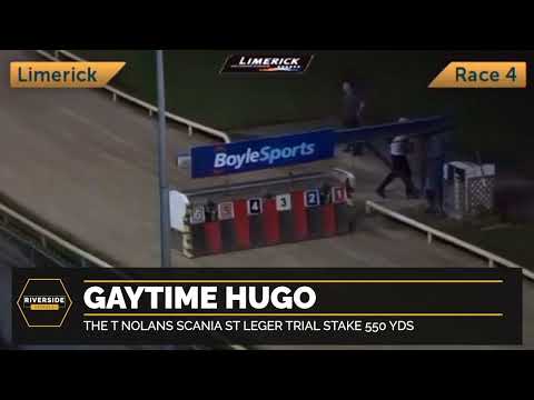 Gaytime Hugo - The T Nolans Scania St Leger Trial Stake 550 yds