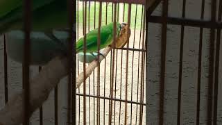 Download lagu TERNYATA BEGINI suara pancingan cucak ijo mini #cucakijo #cucakijomini #jomin mp3