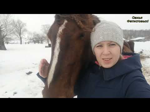Обучаем коня. Отёлы впереди. Грандсток /Семья Фетистовых