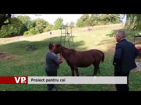 Proiect pentru cai