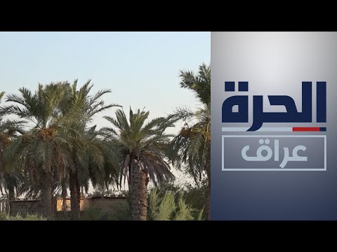شاهد بالفيديو.. شكوى في البصرة من تضرر بساتين النخيل بسبب الأملاح والتجريف