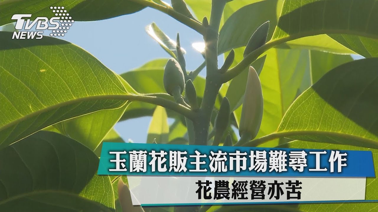 玉蘭花販主流市場難尋工作　花農經營亦苦