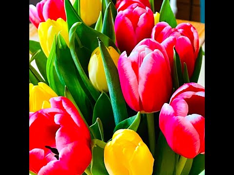 Tulpanens Dag - 15:e januari