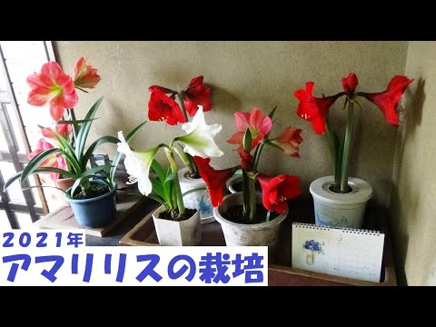 園芸 アマリリスを種まきで増やす