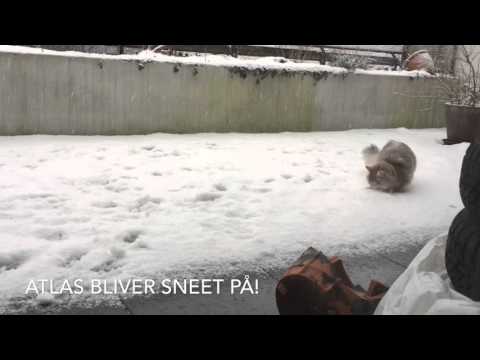 Atlas bliver sneet på for første gang.