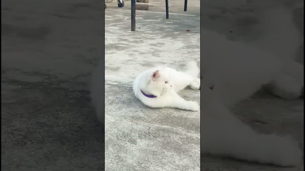 Cats Can Be Loyal ❤️ #cat