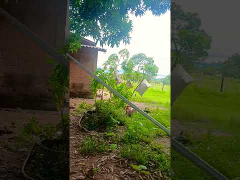 #castanheiras  #rondônia