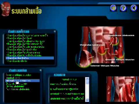 การปรับตัวแรง ความแรงของกรดกลูตามิ