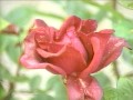 Camera - Roses - Rose of Tralee - Nightnoise