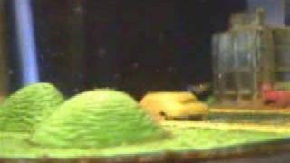 Big City Night (Sea-Monkeys In The City, Mini world)