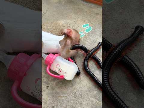 Monkey and Millipede Finally Become Friends 💖🐾 Part 04 #shortvideo #millipede #monkey