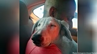 Stray Dog Dozed Off On His Rescuer’s Shoulder Once He Knew He Was Safe