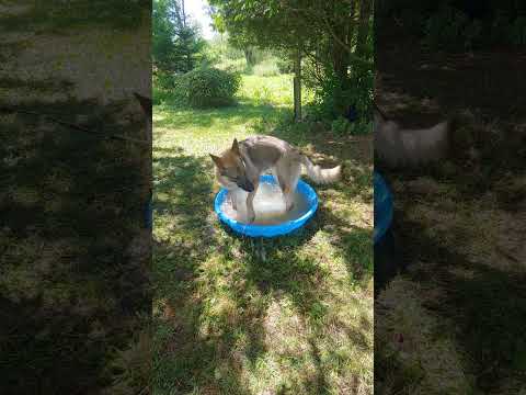 Liesel Is Confused! #gsdmode4life #germanshepherd #sillypuppy #happypuppy #swimming #goodlife