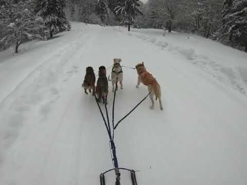 La Bistra Muresului cu cainii pe zăpadă.#kickspark # sleddogs